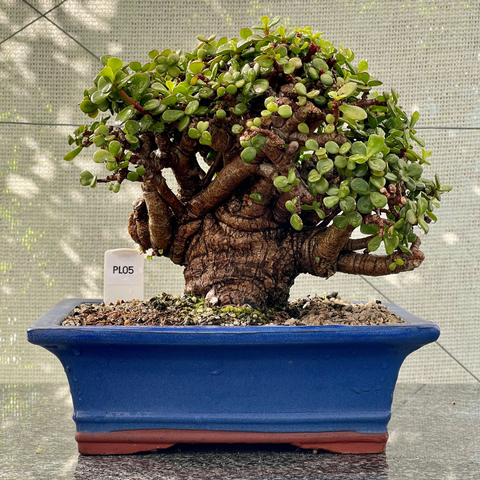 Cây cảnh "vàng bạc đầy cành" sợ 4 loại nước, chăm tốt để sẽ thành bảo bối, rước lộc, chiêu may vào nhà - Ảnh 3.