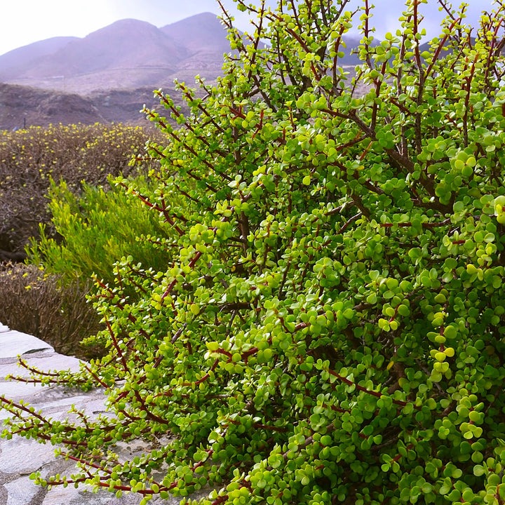 Cây cảnh "vàng bạc đầy cành" sợ 4 loại nước, chăm tốt để sẽ thành bảo bối, rước lộc, chiêu may vào nhà - Ảnh 6.
