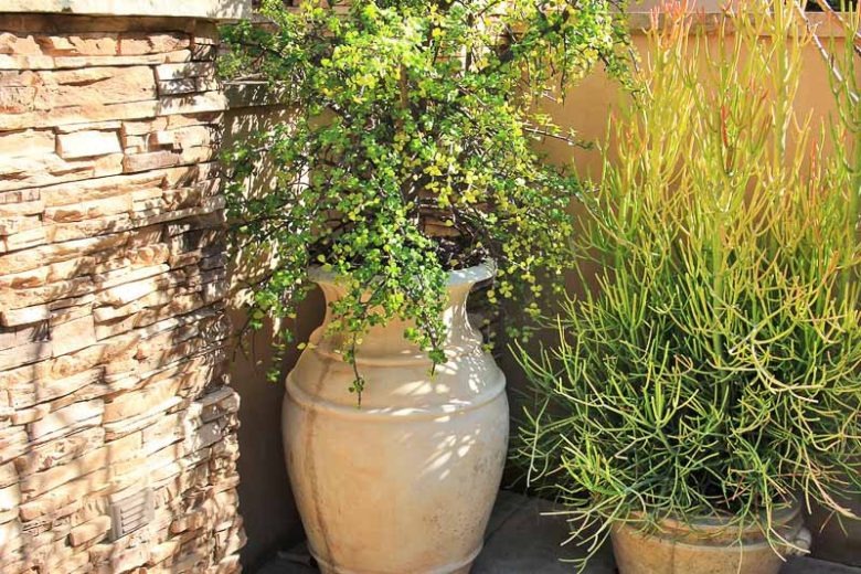 Cây cảnh "vàng bạc đầy cành" sợ 4 loại nước, chăm tốt để sẽ thành bảo bối, rước lộc, chiêu may vào nhà - Ảnh 7.