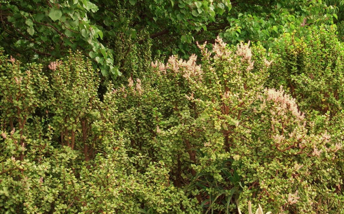 Cây cảnh "vàng bạc đầy cành" sợ 4 loại nước, chăm tốt để sẽ thành bảo bối, rước lộc, chiêu may vào nhà - Ảnh 1.