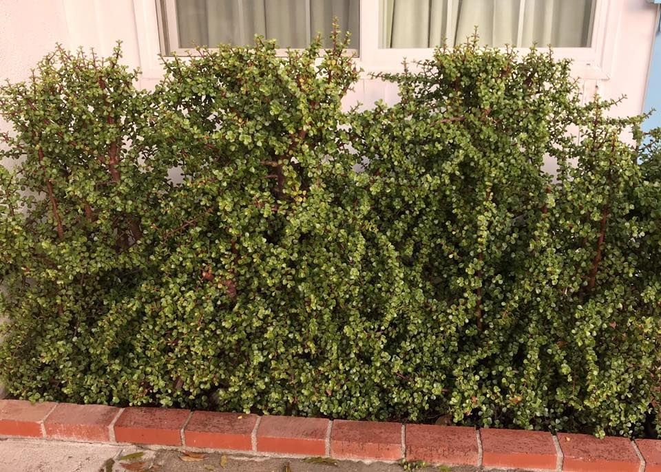 Cây cảnh "vàng bạc đầy cành" sợ 4 loại nước, chăm tốt để sẽ thành bảo bối, rước lộc, chiêu may vào nhà - Ảnh 2.