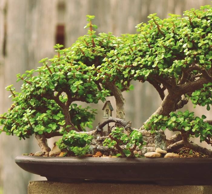 Cây cảnh "vàng bạc đầy cành" sợ 4 loại nước, chăm tốt để sẽ thành bảo bối, rước lộc, chiêu may vào nhà - Ảnh 8.