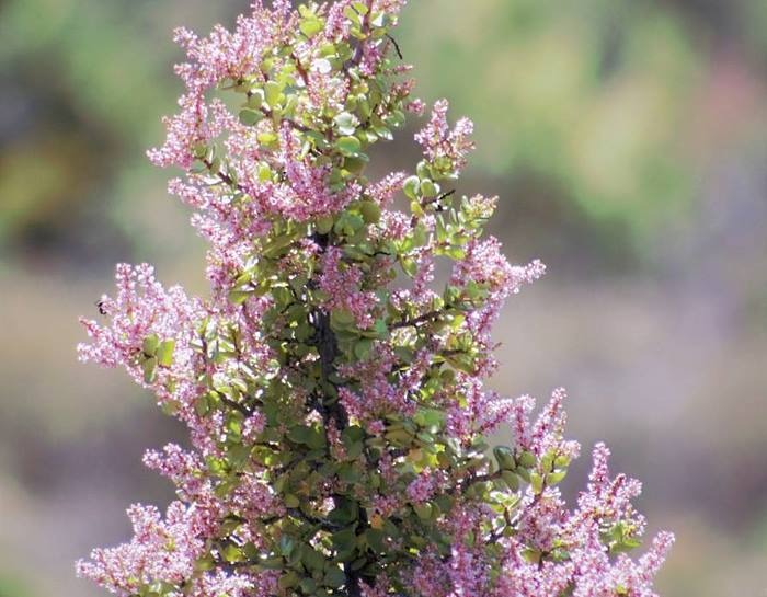 Cây cảnh "vàng bạc đầy cành" sợ 4 loại nước, chăm tốt để sẽ thành bảo bối, rước lộc, chiêu may vào nhà - Ảnh 5.