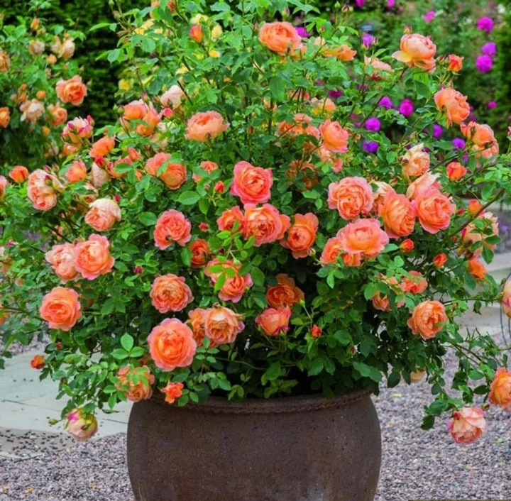 4 loại cây cảnh "giúp việc" chăm chỉ trong nhà bạn nhất định muốn trồng, gia đình sạch bong, thơm phức - Ảnh 3.