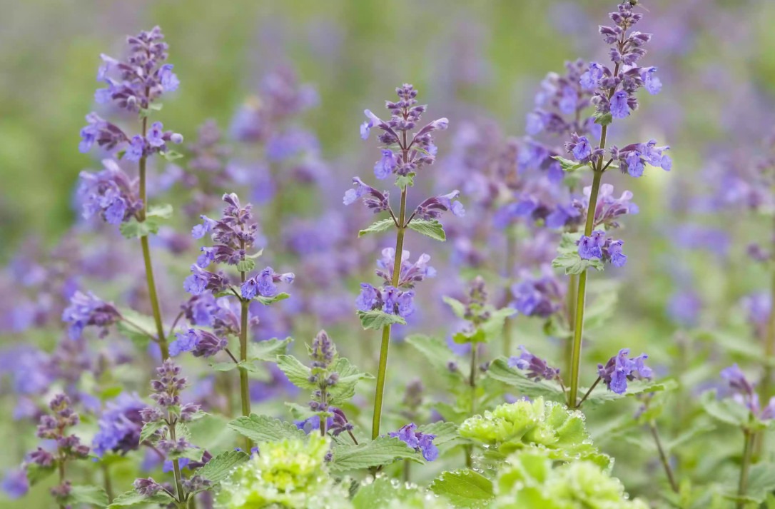 4 loại cây cảnh "giúp việc" chăm chỉ trong nhà bạn nhất định muốn trồng, gia đình sạch bong, thơm phức - Ảnh 12.