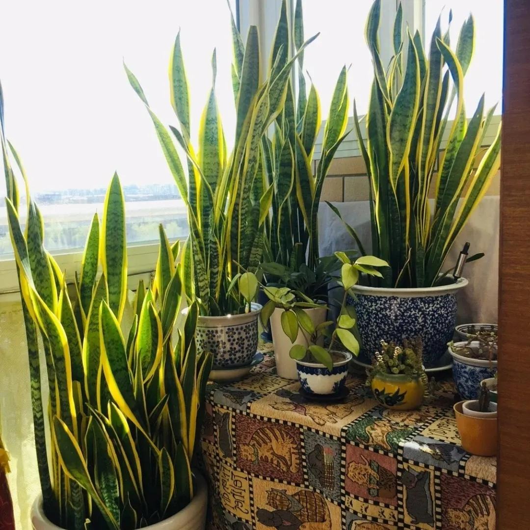 4 loại cây cảnh "giúp việc" chăm chỉ trong nhà bạn nhất định muốn trồng, gia đình sạch bong, thơm phức - Ảnh 2.