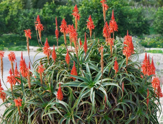 4 loại cây cảnh "giúp việc" chăm chỉ trong nhà bạn nhất định muốn trồng, gia đình sạch bong, thơm phức - Ảnh 8.