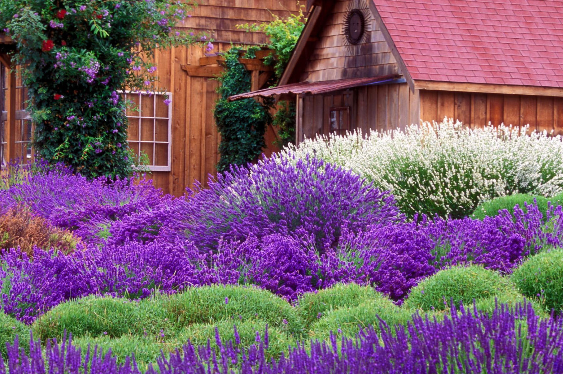 4 loại cây cảnh "giúp việc" chăm chỉ trong nhà bạn nhất định muốn trồng, gia đình sạch bong, thơm phức - Ảnh 10.