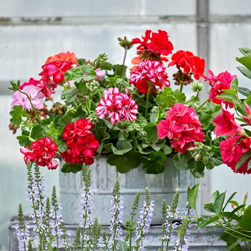 4 loại cây cảnh "giúp việc" chăm chỉ trong nhà bạn nhất định muốn trồng, gia đình sạch bong, thơm phức - Ảnh 9.