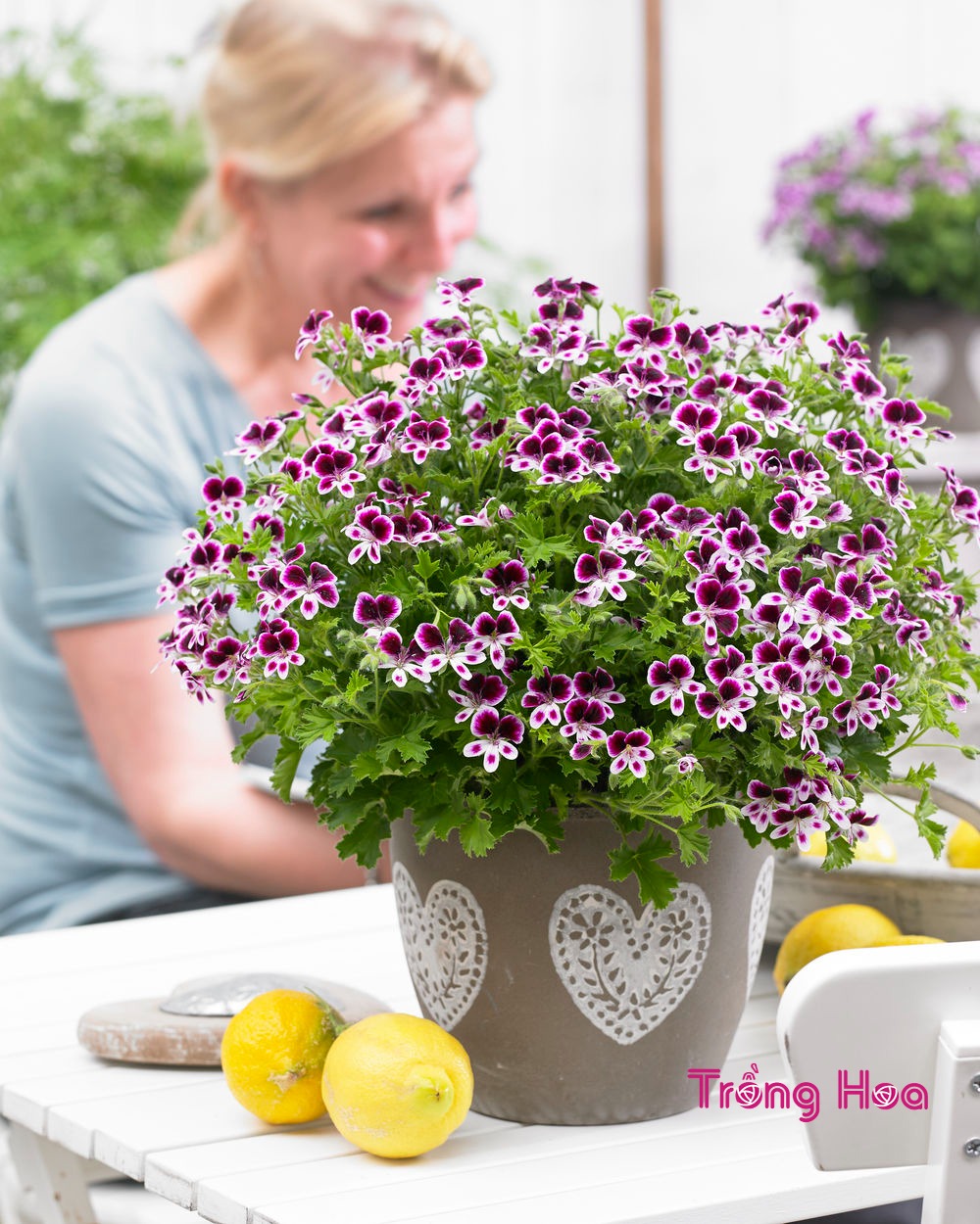 4 loại cây cảnh "giúp việc" chăm chỉ trong nhà bạn nhất định muốn trồng, gia đình sạch bong, thơm phức - Ảnh 5.