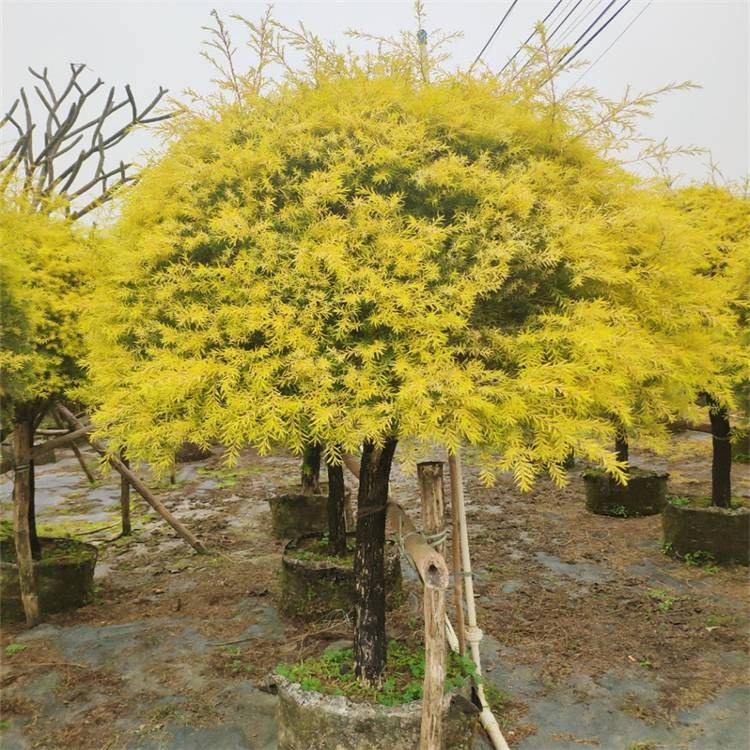 4 loại cây cảnh "giúp việc" chăm chỉ trong nhà bạn nhất định muốn trồng, gia đình sạch bong, thơm phức - Ảnh 13.