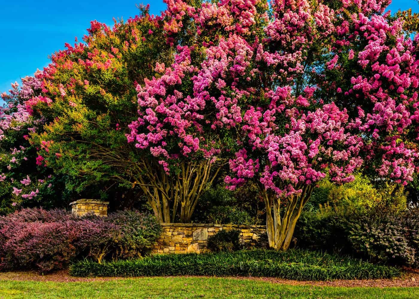 4 loại cây cảnh "giúp việc" chăm chỉ trong nhà bạn nhất định muốn trồng, gia đình sạch bong, thơm phức - Ảnh 1.