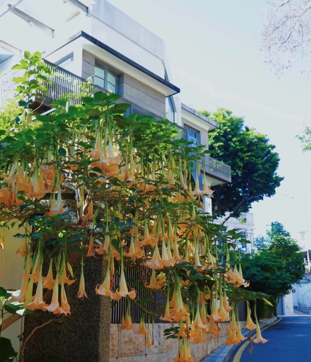 Trồng cây cảnh trong nhà không cẩn thận có thể mang lại điều xui xẻo, dễ hao tài tốn của - Ảnh 6.