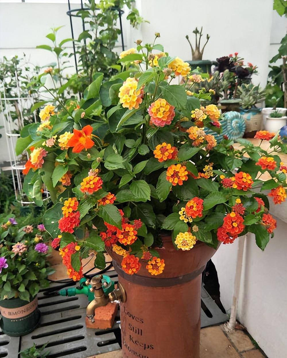 Trồng cây cảnh trong nhà không cẩn thận có thể mang lại điều xui xẻo, dễ hao tài tốn của - Ảnh 5.