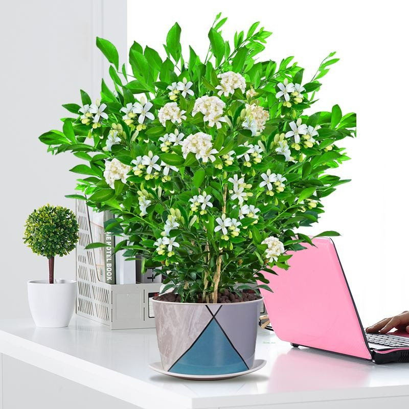 Trồng cây cảnh trong nhà không cẩn thận có thể mang lại điều xui xẻo, dễ hao tài tốn của - Ảnh 3.