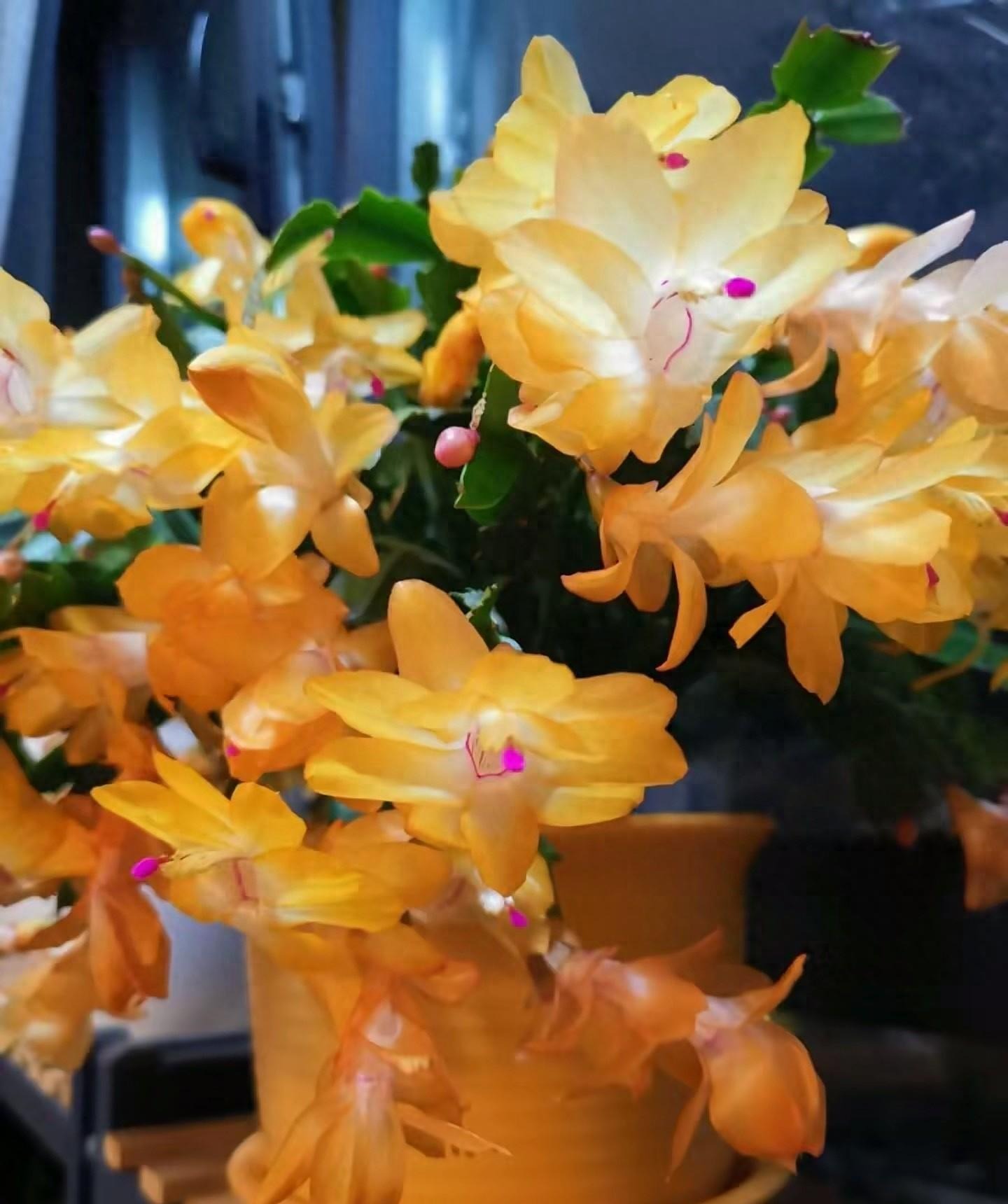 Tết sớm với cây cảnh "vạn lượng vàng" rực rỡ, lễ hội, đón tài lộc, may mắn vào nhà - Ảnh 3.