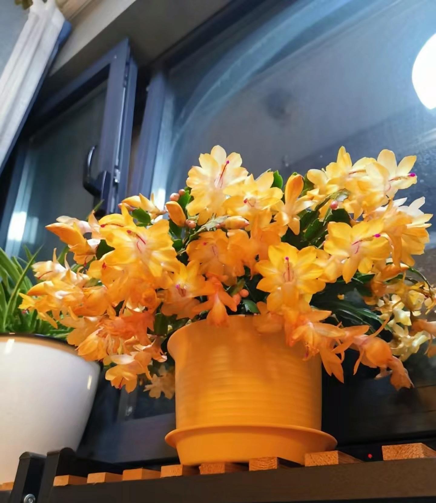 Tết sớm với cây cảnh "vạn lượng vàng" rực rỡ, lễ hội, đón tài lộc, may mắn vào nhà - Ảnh 6.