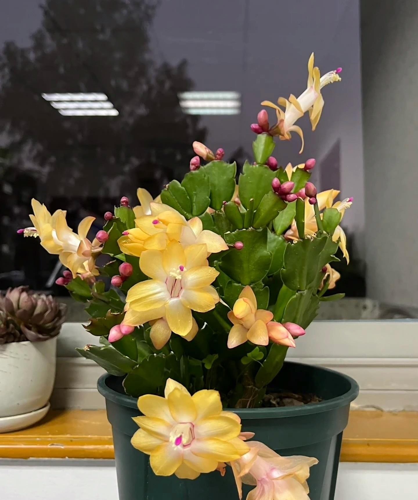 Tết sớm với cây cảnh "vạn lượng vàng" rực rỡ, lễ hội, đón tài lộc, may mắn vào nhà - Ảnh 5.