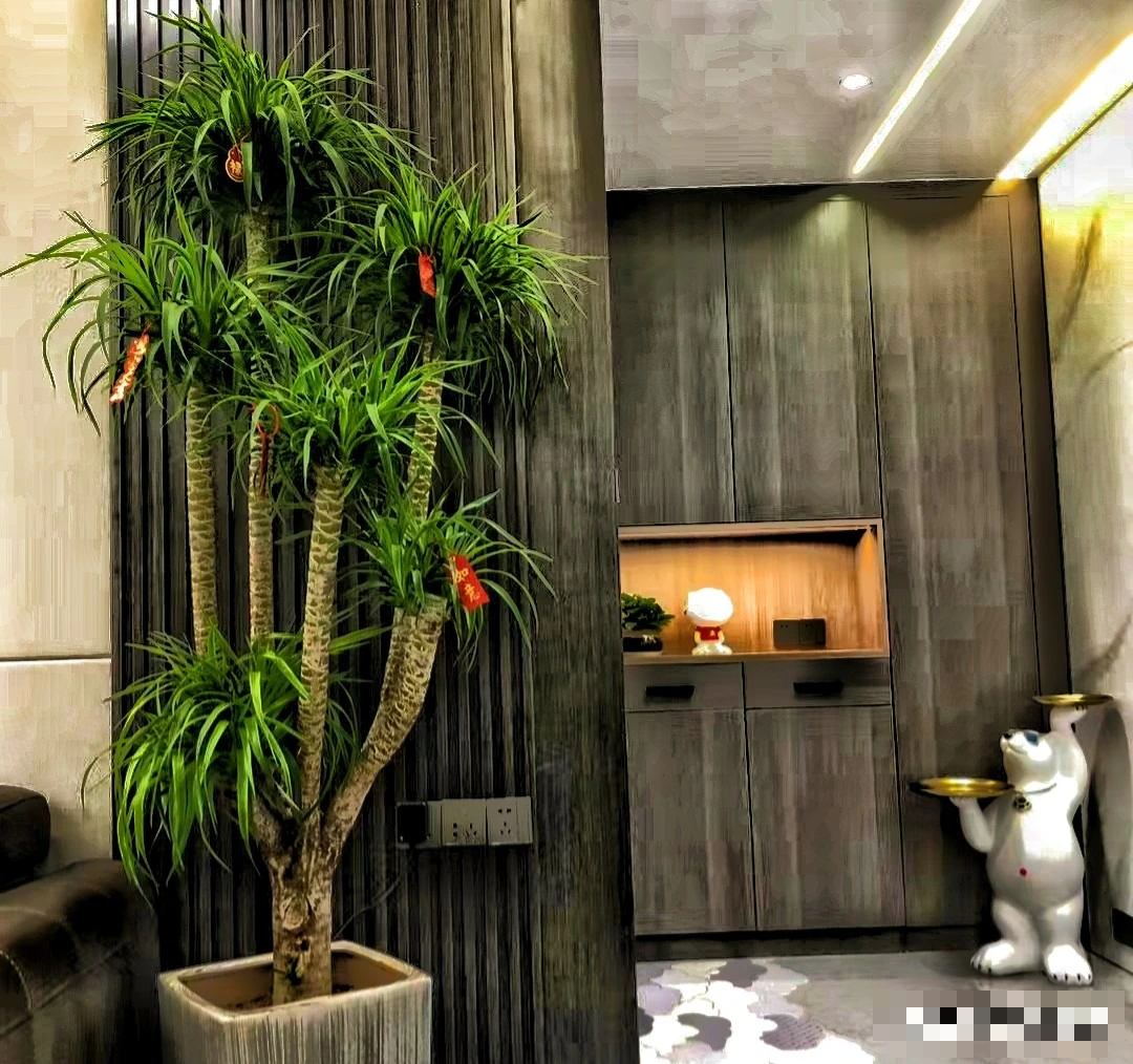 Người xưa nói: "Trồng 5 cây cảnh thịnh vượng, gia đình không giàu tất phú, vui khỏe, cát tường" - Ảnh 3.