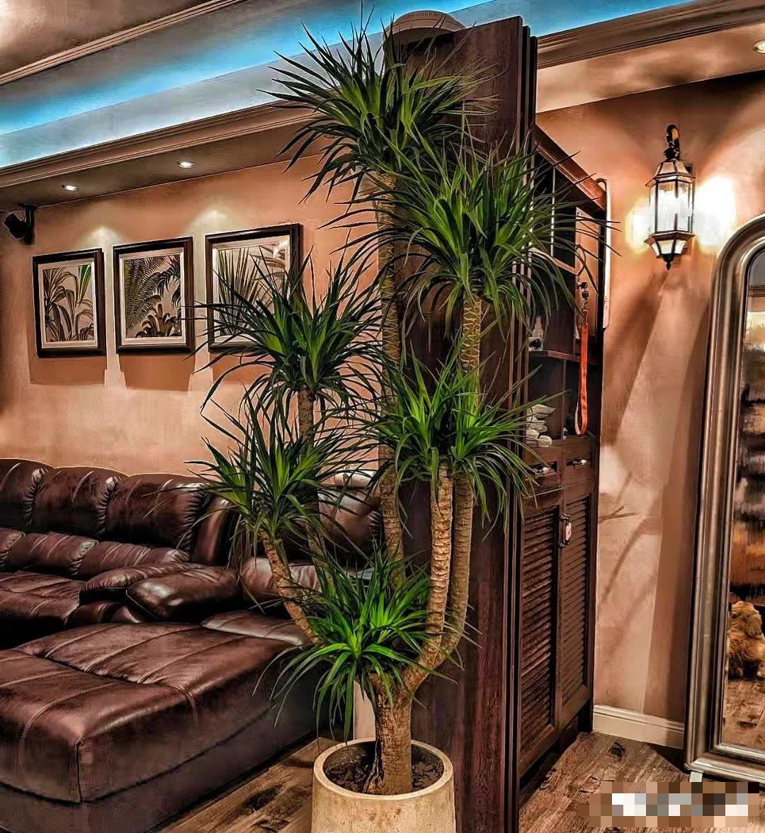 Người xưa nói: "Trồng 5 cây cảnh thịnh vượng, gia đình không giàu tất phú, vui khỏe, cát tường" - Ảnh 4.