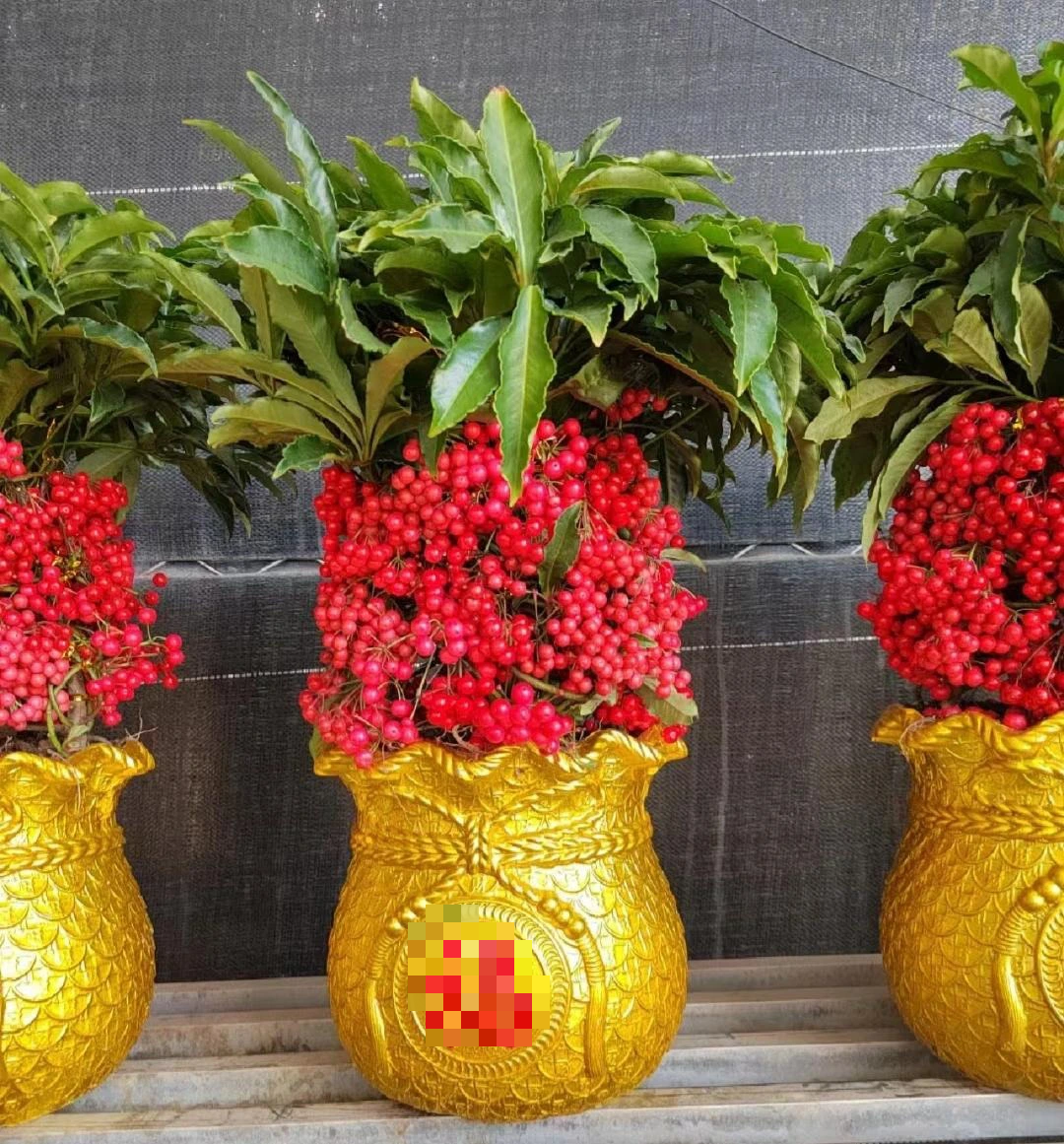 Người xưa nói: "Trồng 5 cây cảnh thịnh vượng, gia đình không giàu tất phú, vui khỏe, cát tường" - Ảnh 9.