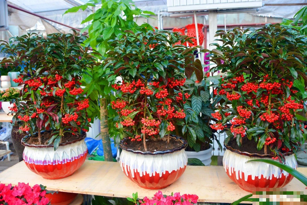 Người xưa nói: "Trồng 5 cây cảnh thịnh vượng, gia đình không giàu tất phú, vui khỏe, cát tường" - Ảnh 10.