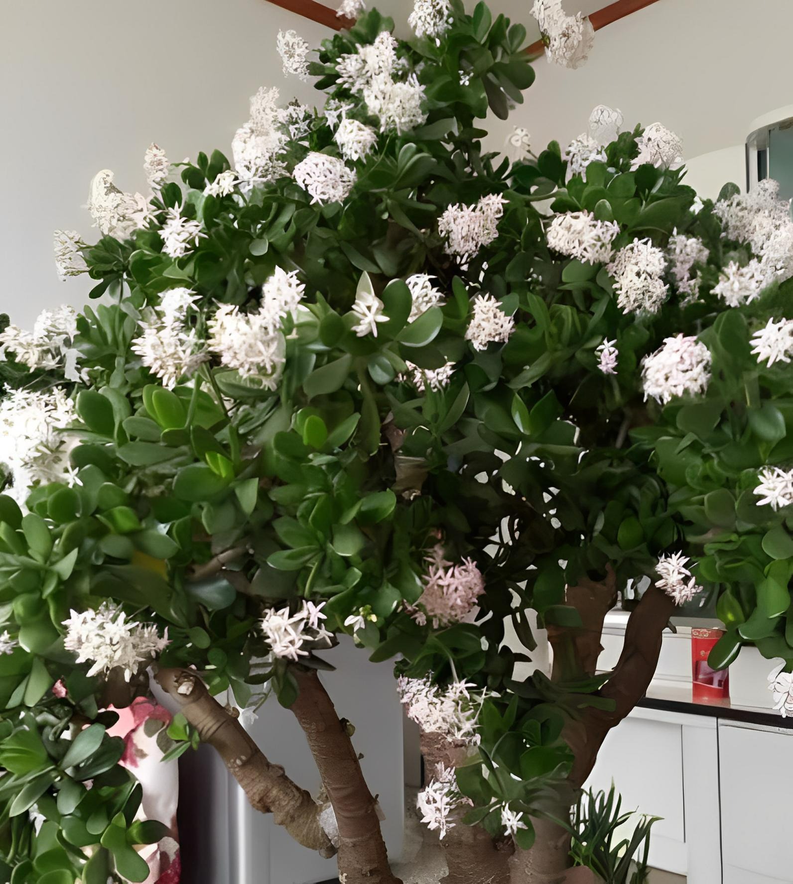 Người xưa nói: "Trồng 5 cây cảnh thịnh vượng, gia đình không giàu tất phú, vui khỏe, cát tường" - Ảnh 8.