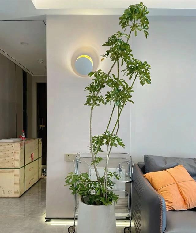 Người xưa nói: "Trồng 5 cây cảnh thịnh vượng, gia đình không giàu tất phú, vui khỏe, cát tường" - Ảnh 2.