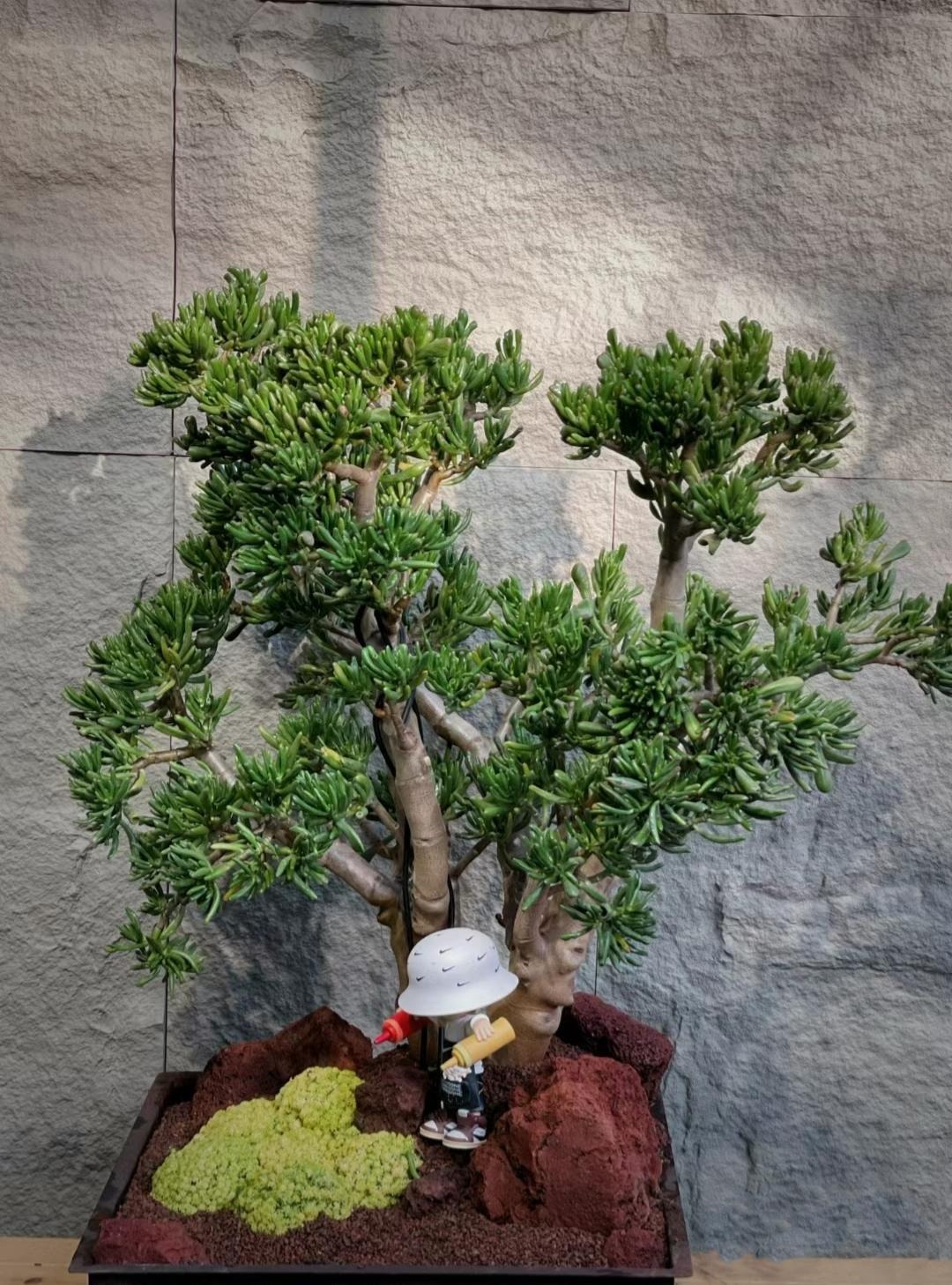 Người xưa nói: "Trồng 5 cây cảnh thịnh vượng, gia đình không giàu tất phú, vui khỏe, cát tường" - Ảnh 5.