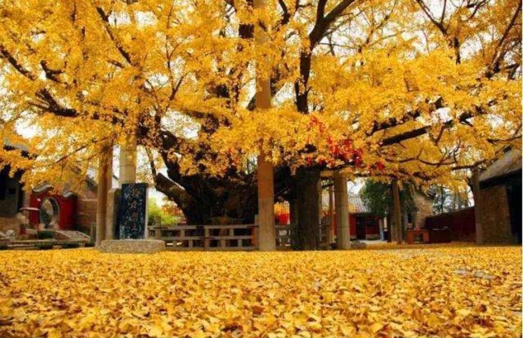 Trồng cây cảnh "tứ đại gia" để bảo vệ ngôi nhà, thu hút may mắn, càng già càng có giá trị - Ảnh 1.