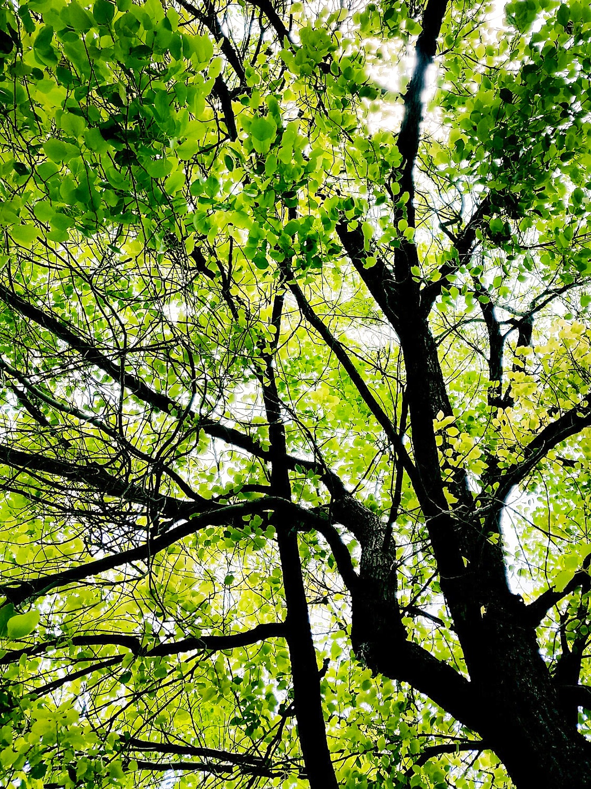 Trồng cây cảnh "tứ đại gia" để bảo vệ ngôi nhà, thu hút may mắn, càng già càng có giá trị - Ảnh 10.