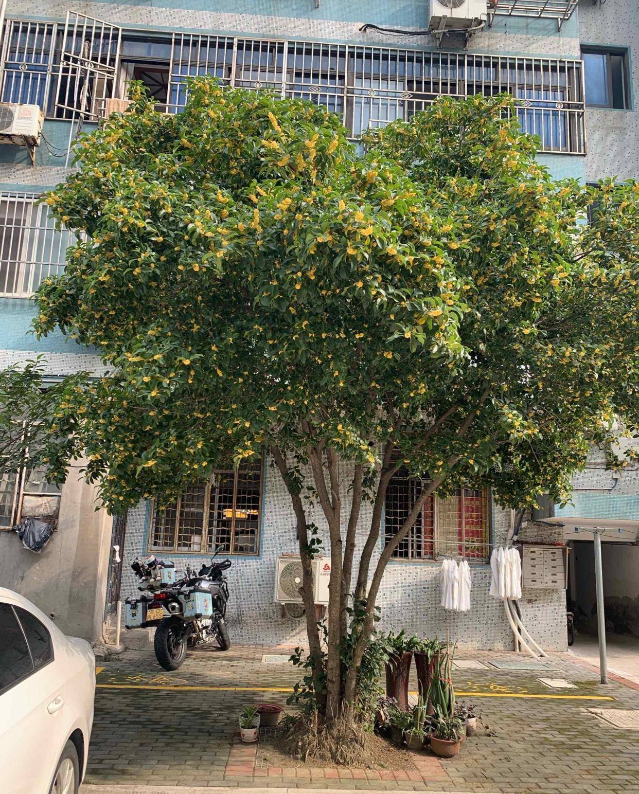 Trồng cây cảnh "tứ đại gia" để bảo vệ ngôi nhà, thu hút may mắn, càng già càng có giá trị - Ảnh 4.