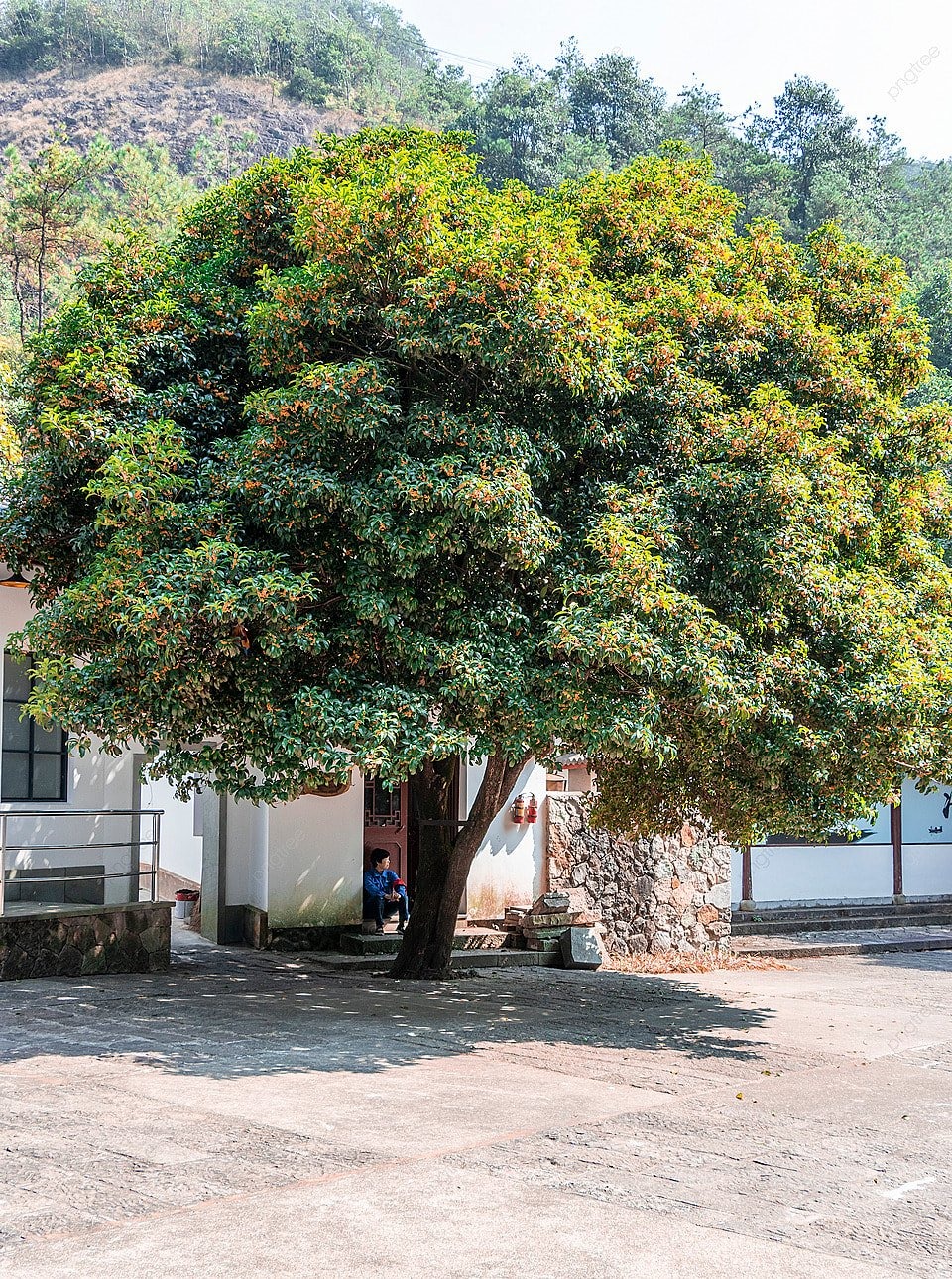 Trồng cây cảnh "tứ đại gia" để bảo vệ ngôi nhà, thu hút may mắn, càng già càng có giá trị - Ảnh 5.