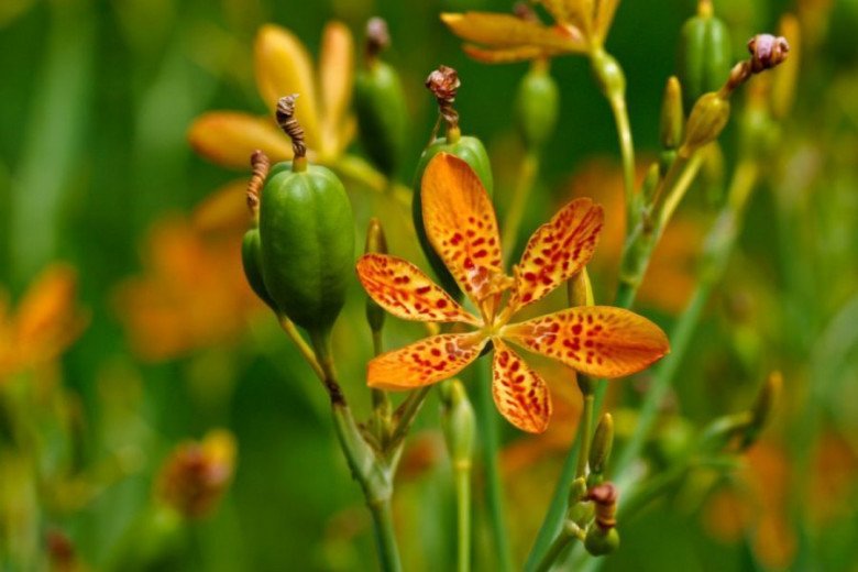 Loại cây thấy đầy ngoài đường, không ngờ trồng trong nhà vừa nở hoa đẹp vừa là thuốc chữa ho cực tốt - Ảnh 3.