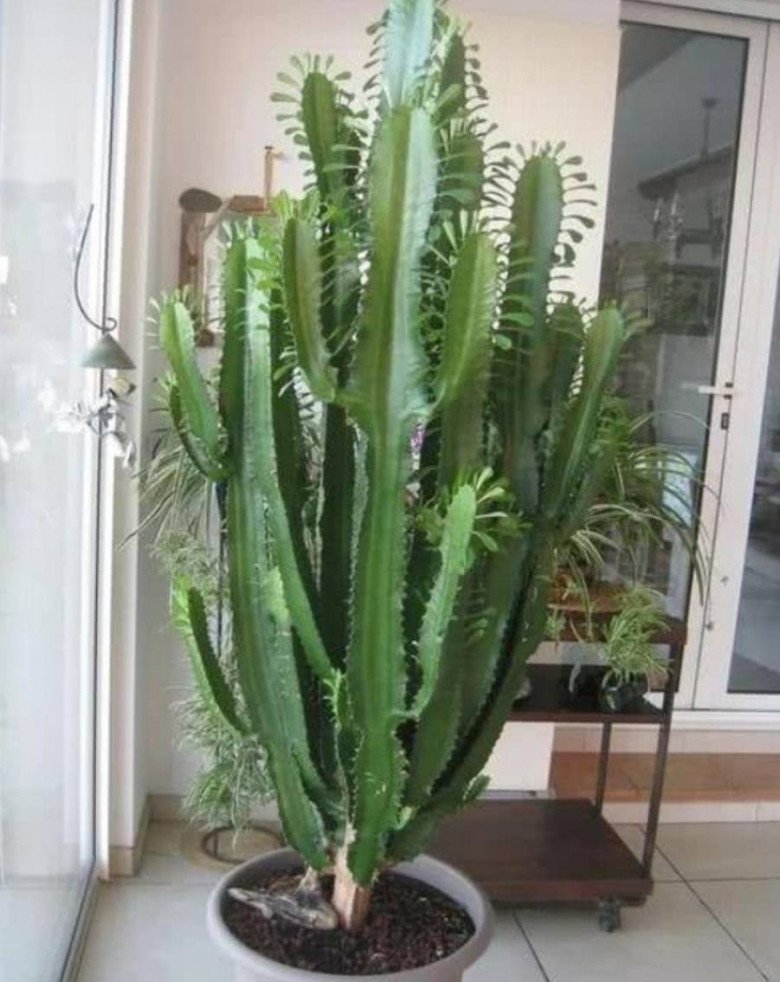 Người giàu thích giữ 3 cây này trong nhà, vừa đẹp vừa thu hút tài lộc, giúp gia đình bình an - Ảnh 2. Người giàu thích giữ 3 cây này trong nhà, vừa đẹp vừa thu hút tài lộc, giúp gia đình bình an - Ảnh 2.