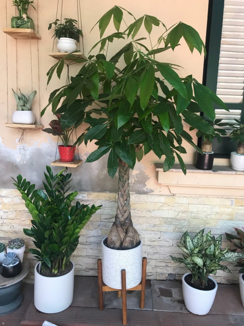 Người giàu thích giữ 3 cây này trong nhà, vừa đẹp vừa thu hút tài lộc, giúp gia đình bình an - Ảnh 4. Người giàu thích giữ 3 cây này trong nhà, vừa đẹp vừa thu hút tài lộc, giúp gia đình bình an - Ảnh 4.