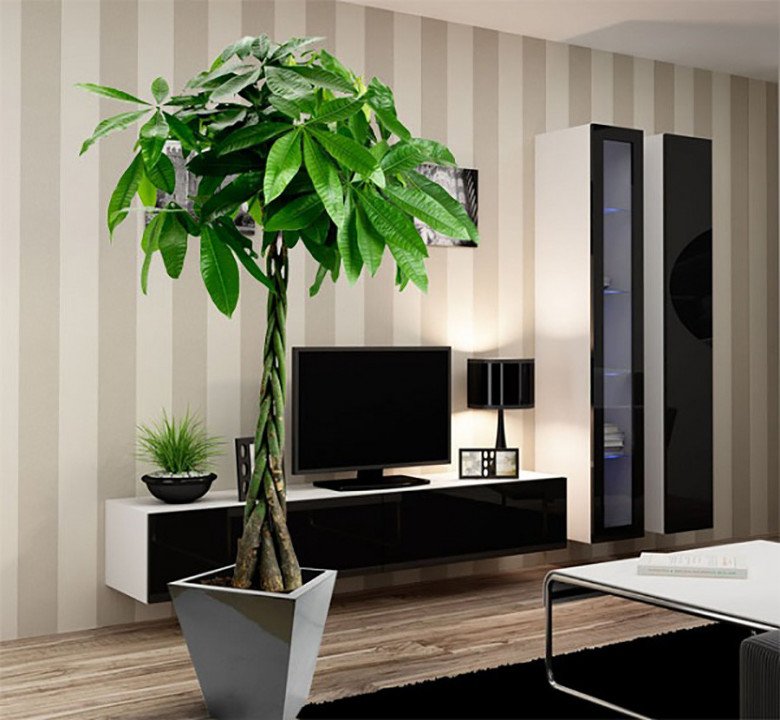 Người giàu thích giữ 3 cây này trong nhà, vừa đẹp vừa thu hút tài lộc, giúp gia đình bình an - Ảnh 3. Người giàu thích giữ 3 cây này trong nhà, vừa đẹp vừa thu hút tài lộc, giúp gia đình bình an - Ảnh 3.