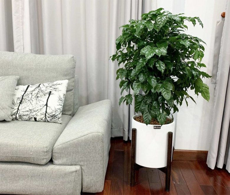 Người giàu thích giữ 3 cây này trong nhà, vừa đẹp vừa thu hút tài lộc, giúp gia đình bình an - Ảnh 6. Người giàu thích giữ 3 cây này trong nhà, vừa đẹp vừa thu hút tài lộc, giúp gia đình bình an - Ảnh 6.