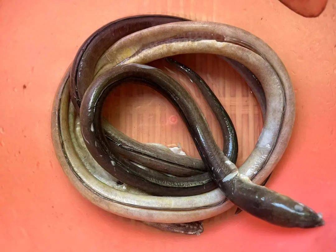 Loại cá "nhìn sợ ăn ngon", ăn nhiều bổ thận, tăng cường cơ xương, nấu canh đơn giản cũng ngon miệng - Ảnh 3.