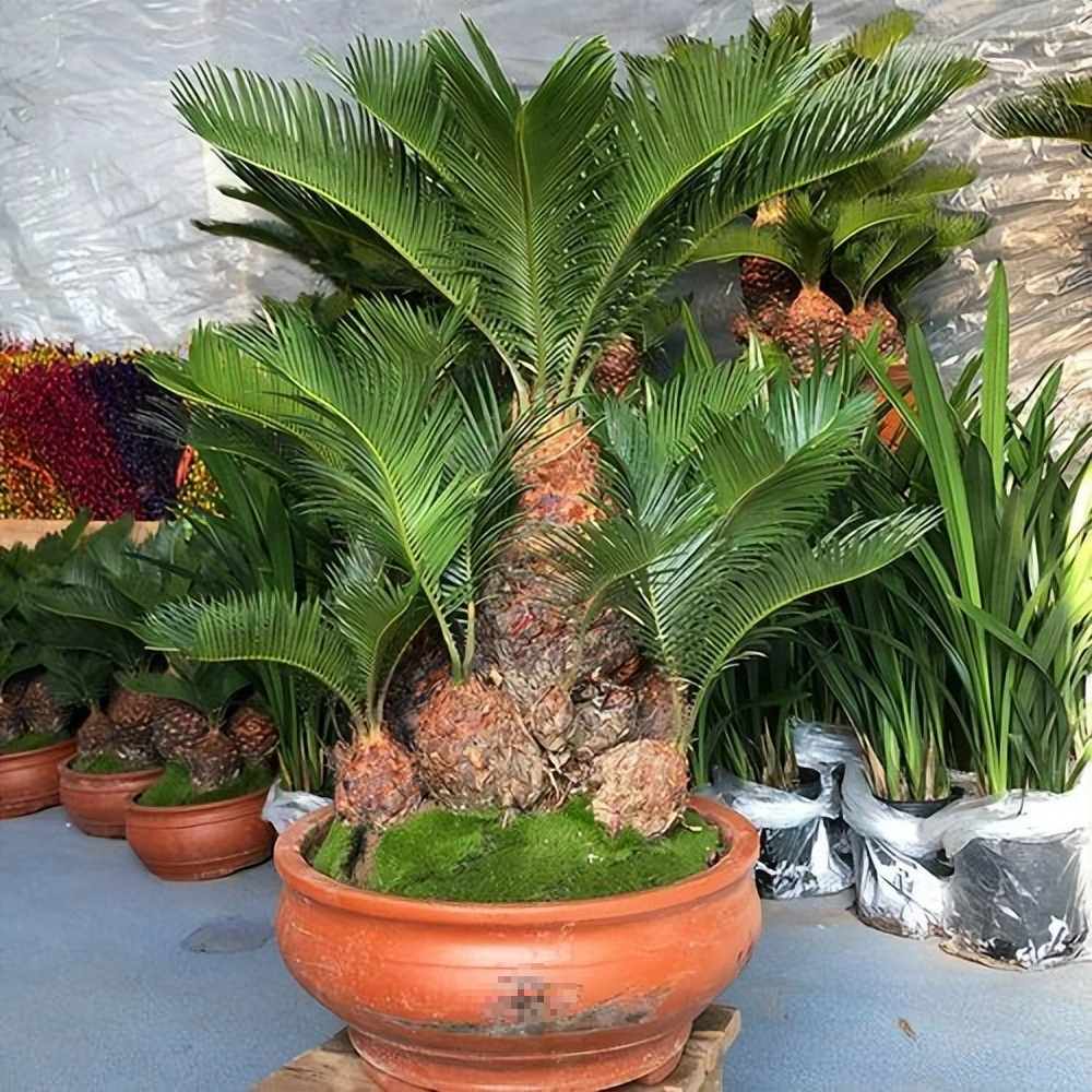 Tết sắp đến, trồng ngay 6 cây cảnh "bụng bự" để hút tài, thu lộc, năm mới tích lũy của cải dồi dào - Ảnh 3.