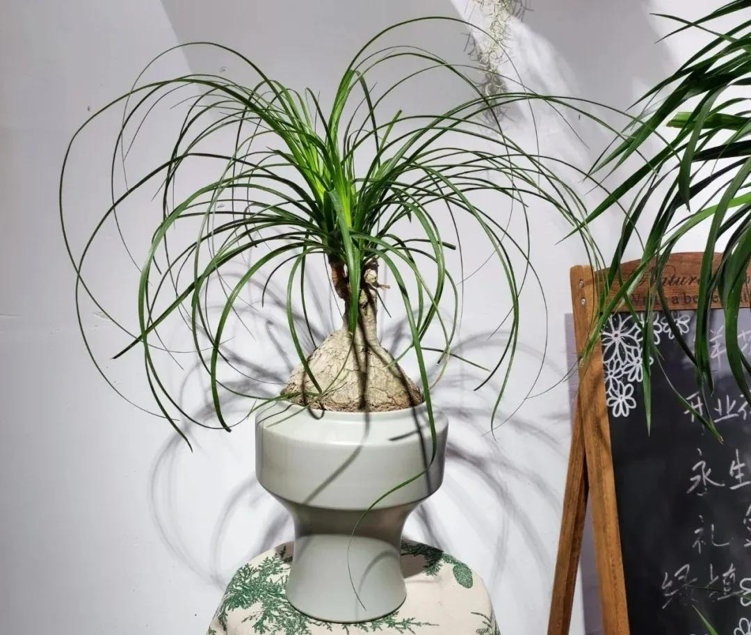 Tết sắp đến, trồng ngay 6 cây cảnh "bụng bự" để hút tài, thu lộc, năm mới tích lũy của cải dồi dào - Ảnh 12.