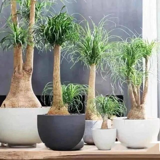 Tết sắp đến, trồng ngay 6 cây cảnh "bụng bự" để hút tài, thu lộc, năm mới tích lũy của cải dồi dào - Ảnh 14.