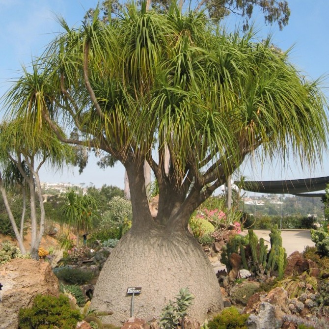 Tết sắp đến, trồng ngay 6 cây cảnh "bụng bự" để hút tài, thu lộc, năm mới tích lũy của cải dồi dào - Ảnh 13.