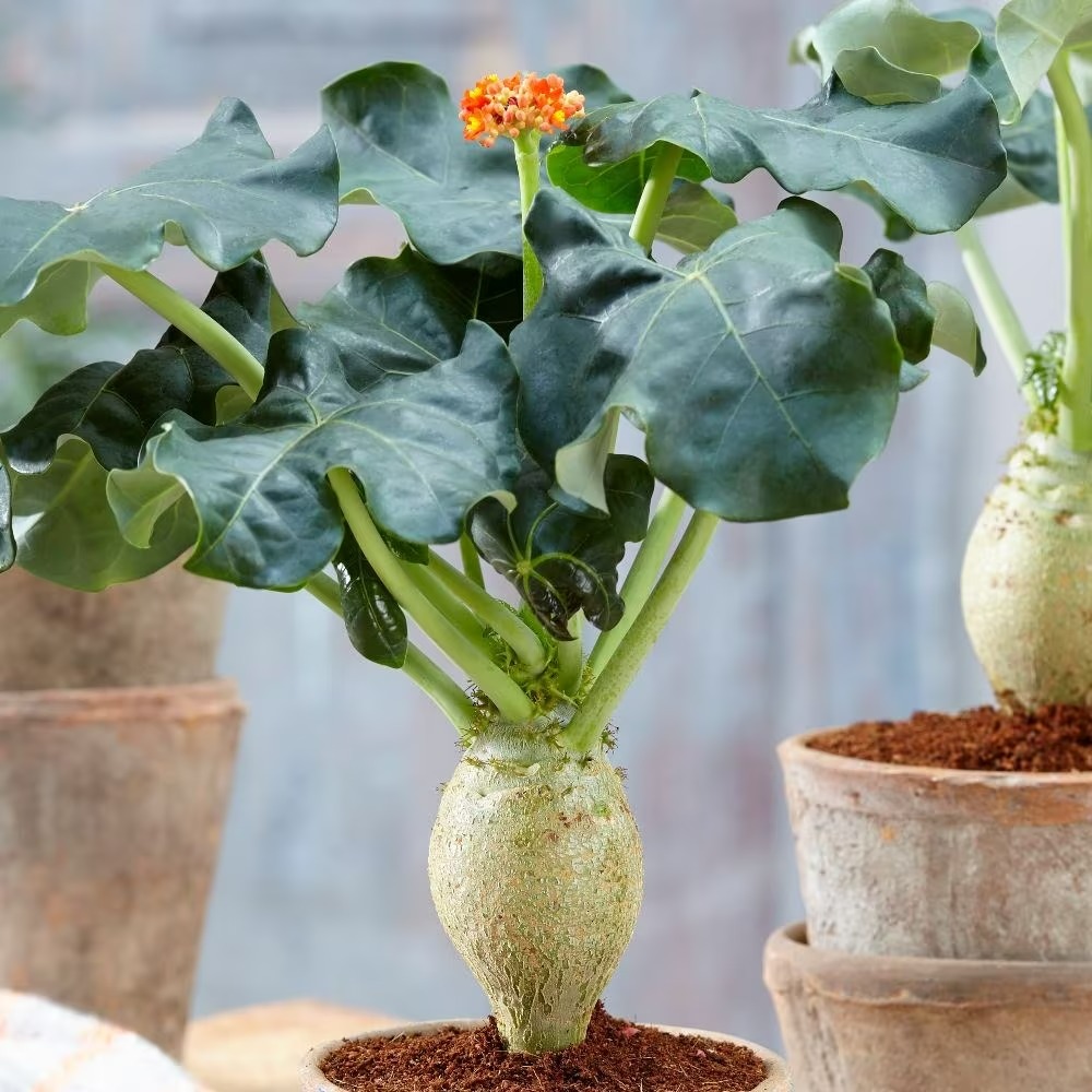 Tết sắp đến, trồng ngay 6 cây cảnh "bụng bự" để hút tài, thu lộc, năm mới tích lũy của cải dồi dào - Ảnh 8.