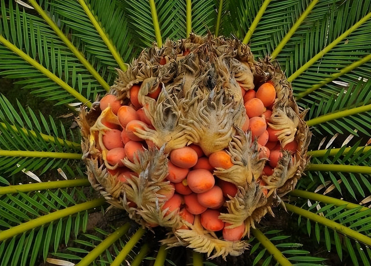 Tết sắp đến, trồng ngay 6 cây cảnh "bụng bự" để hút tài, thu lộc, năm mới tích lũy của cải dồi dào - Ảnh 5.