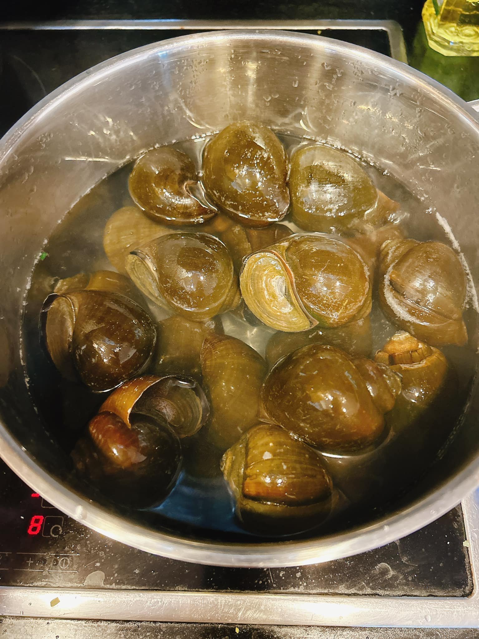 Loại động vật thân mềm ăn vừa ngon vừa có tác dụng chữa bệnh, được nhiều người yêu thích - Ảnh 1.