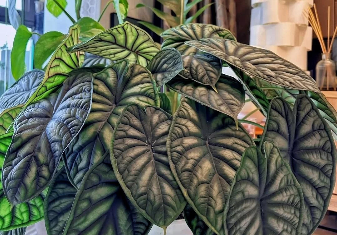 Cây cảnh uy vũ, độc đáo, lá gân guốc, mạnh mẽ như tên gọi, trồng trong nhà cao cấp, ấn tượng  - Ảnh 1.