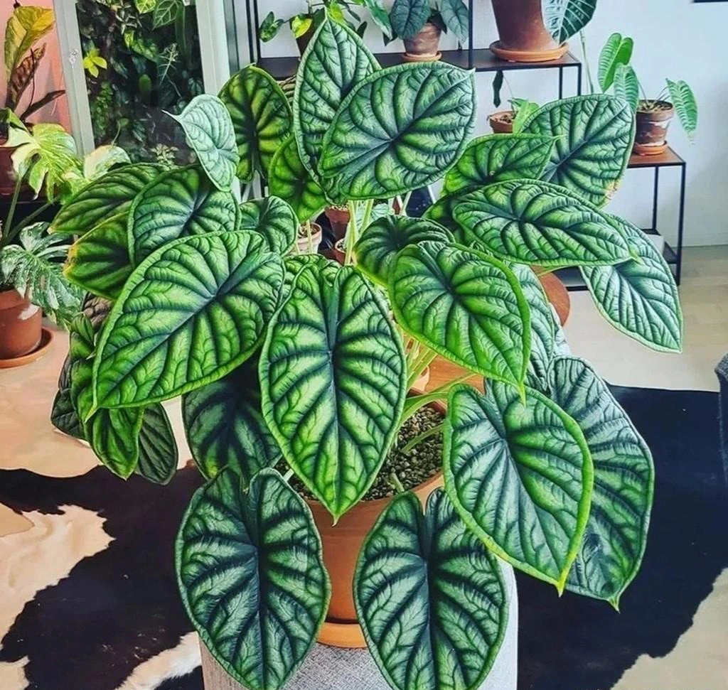 Cây cảnh uy vũ, độc đáo, lá gân guốc, mạnh mẽ như tên gọi, trồng trong nhà cao cấp, ấn tượng  - Ảnh 2.