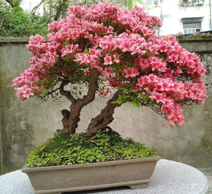 5 cây cảnh "lừa đảo", rực rỡ như pháo hoa lóe sáng rồi vụt tắt, bạn đừng dễ mắc bẫy - Ảnh 11.