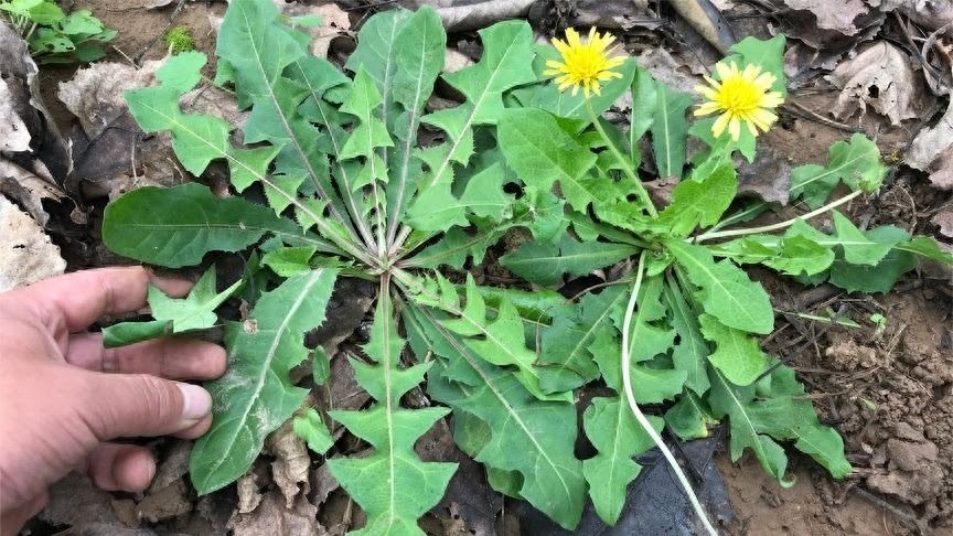 Loại rau dại toàn bị nhổ bỏ hóa ra là "vua bổ gan", ăn nhiều giải độc, 10 phút là có món ngon - Ảnh 1.